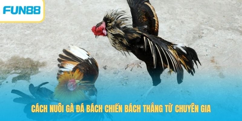 Cách Nuôi Gà Đá Bách Chiến Bách Thắng Từ Chuyên Gia